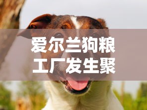 爱尔兰狗粮工厂发生聚集性感染/爱尔兰狗图片 爱尔兰狗粮工厂发生聚集性感染/爱尔兰狗图片