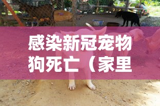 感染新冠宠物狗死亡（家里刚死一只冠状病毒的狗新狗来需要做什么）