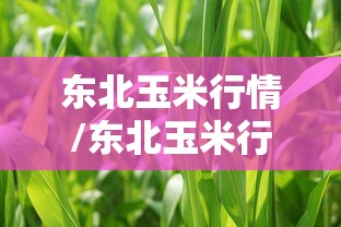 东北玉米行情/东北玉米行情走势未来预测 东北玉米行情/东北玉米行情走势未来预测