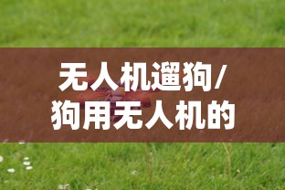无人机遛狗/狗用无人机的动画片 无人机遛狗/狗用无人机的动画片